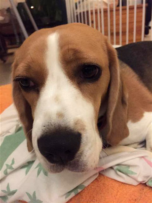 Daisy